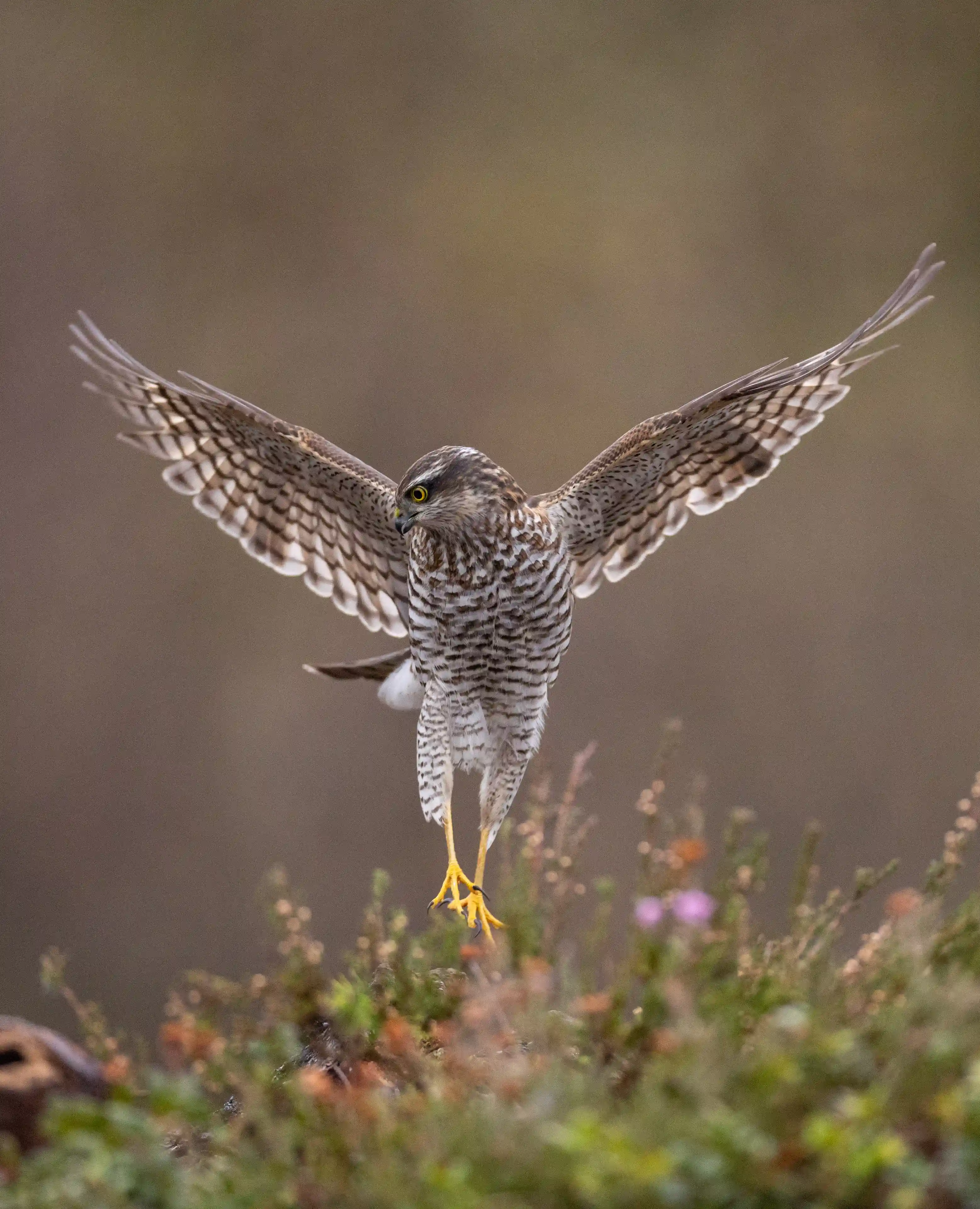 Autumn Norway gallery image 22